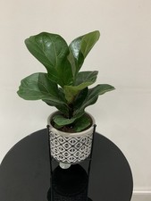 Fiddle Leaf Fig 30 - 40 Cm Indoor Real Plant