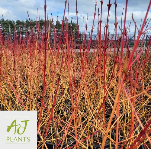 Cornus sanguinea midwinter - cornus,