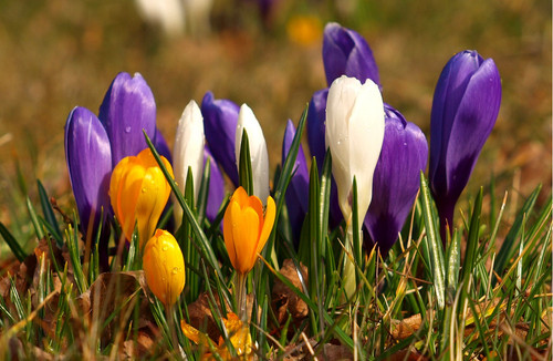 Large flowering crocus - large,