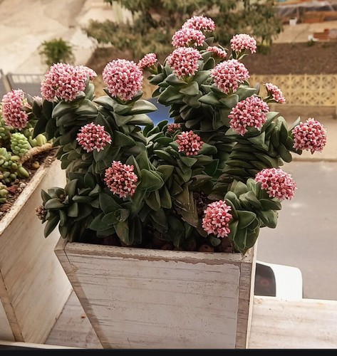 Crassula springtime well - springtime,