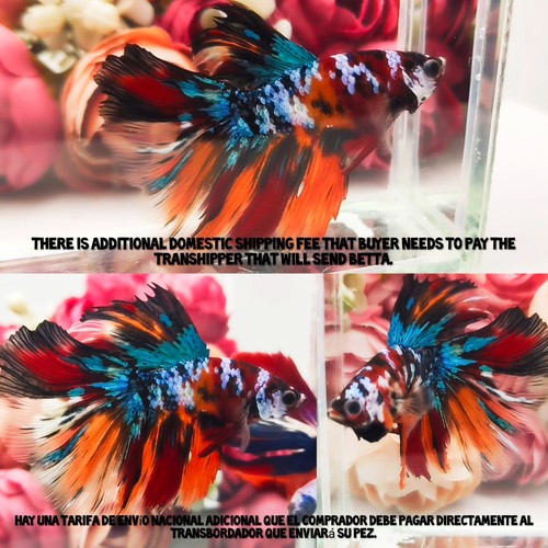 Candy orange halfmoon - candy, male
