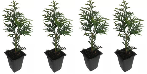 Thuja green giant arborvitae - giant,