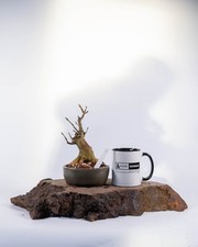 Shohin Ash Bonsai –