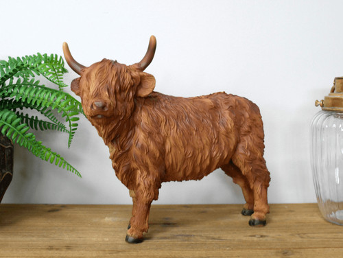 Highland cow standing - highland,