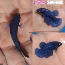 Live Tropical Betta Fish (Thailand) -- Blue Halfmoon Plakat Female