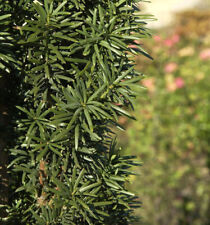 Pillar Yew 90-100cm - Taxus baccata Fastigiata Robusta