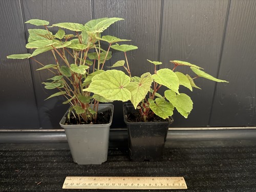 Begonia grandis subsp