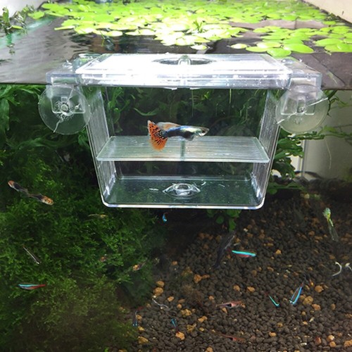 Aquarium fish breeding box - fish,