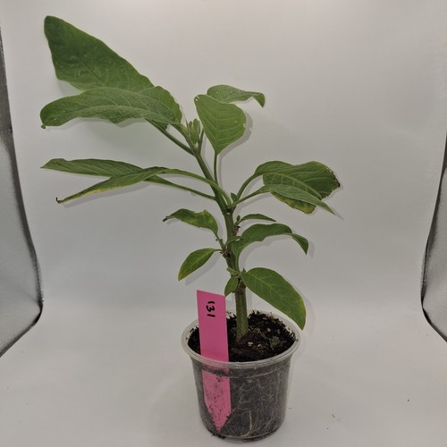 Brugmansia pink angel - brugmansia,