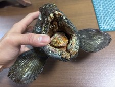 Commission Bookings, Extremely