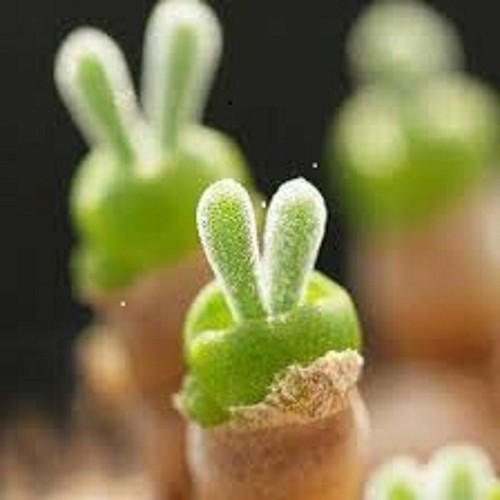 Monilaria moniliformis 10 - moniliformis,,