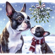 Single Luxury Boston Terrier Christmas Card Dog Gift/Present XMP