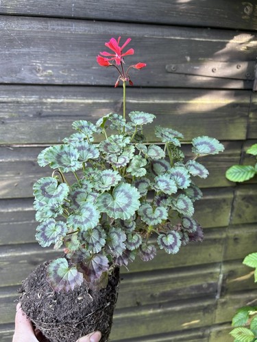 Large bare root - 1, x