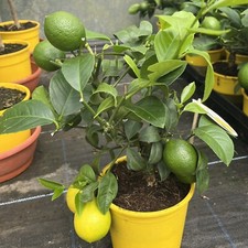 Citrus Lemon Meyer 14cm pot