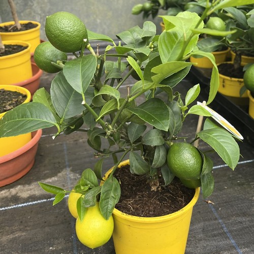 Citrus lemon meyer - meyer, 12cm