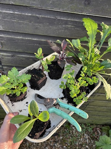 Ex9cm bare root - root, joblot