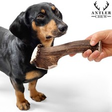 Antler Dog Chews by Antler Chew Sanded Naturally Shed Long Lasting Dog Treat