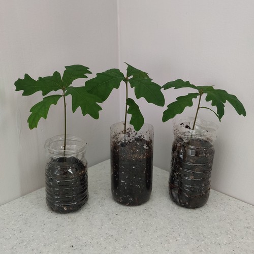 English oak tree seedling - x,