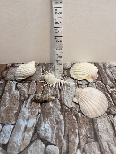 Seashell bundle clam shell - bundle,
