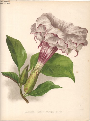 Datura cornucopoea - datura,