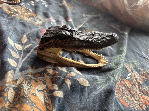 Taxidermy head - taxidermy,