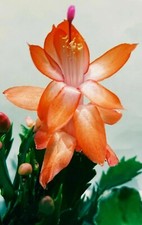 CHRISTMAS CACTUS SINGLE SEGMENT LEAF DEEP ORANGE BIG FLOWERS ANGELINA RARE