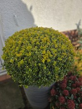 10x Buxus Box Hedging Plants