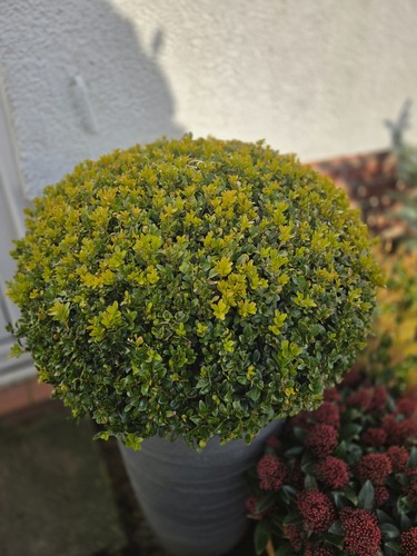 10x buxus box - 10x, hedging