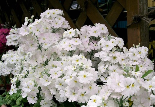 100 white fairy primrose - white,