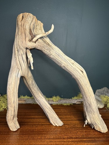 Large manzanita - large,