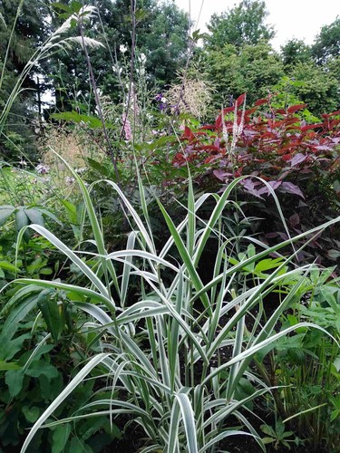 Miscanthus sinensis