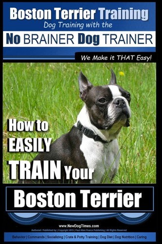 Boston terrier training - terrier,