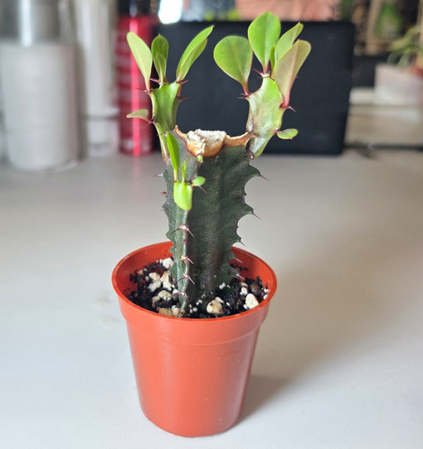 Euphorbia potted green - potted,