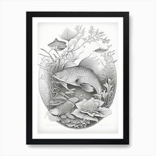 Tancho Sanke Koi Fish Haeckel