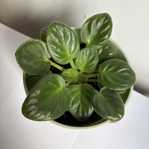 African violet saintpaulia - african,