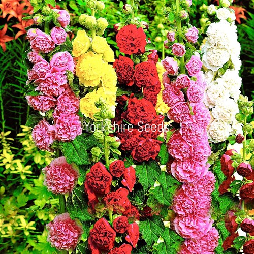 200x hollyhock summer - 200x, carnival