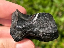 RARE Fossil Mammal Tooth