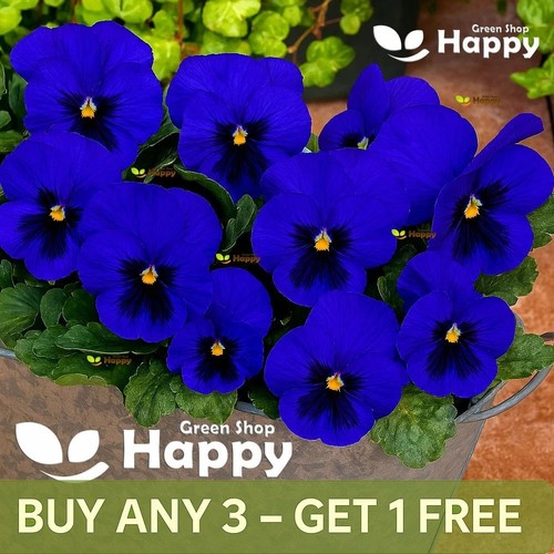 Flower pansy swiss giant - pansy,