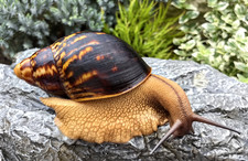 Archachatina marg marginata type2  Snails Achatschnecke šnek Snigel Lumaca Snegl