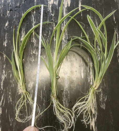 Rooted variegated spider - 3,