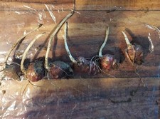 SMALL Sunchokes Jerusalem