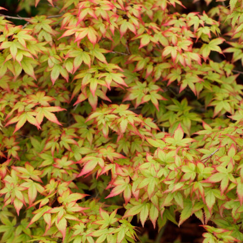 Acer palmatum japanese maple - japanese,