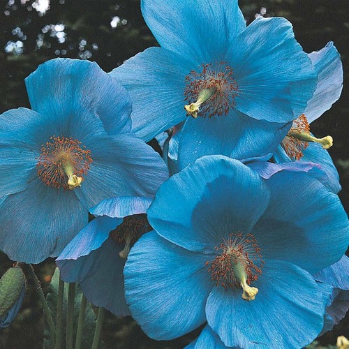 Meconopsis seeds perennial - seeds,