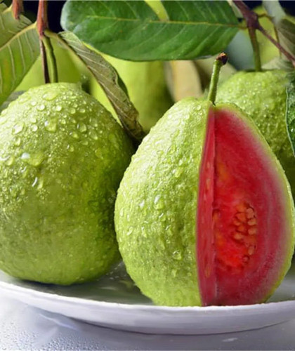 10x pink guava fruit tree - guava,