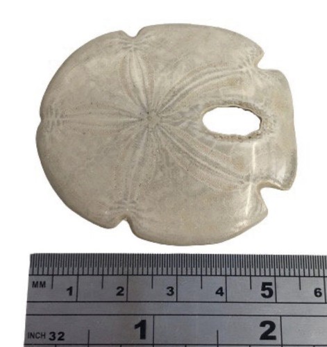 Fossil encope calcus - calcus, sea