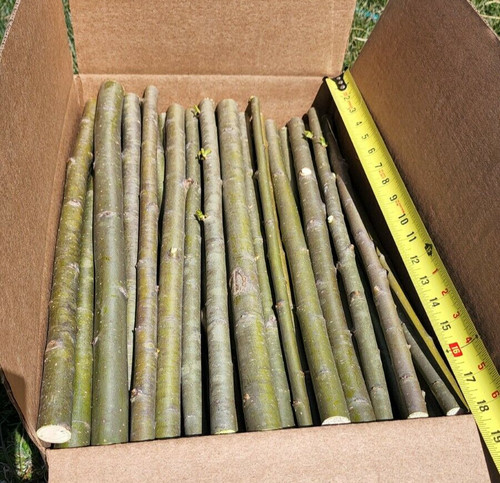 Huge thick austree - huge,