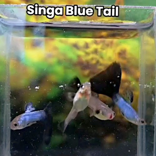 Singa blue tail - blue,