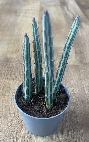 Rooted plants senecio - 4,