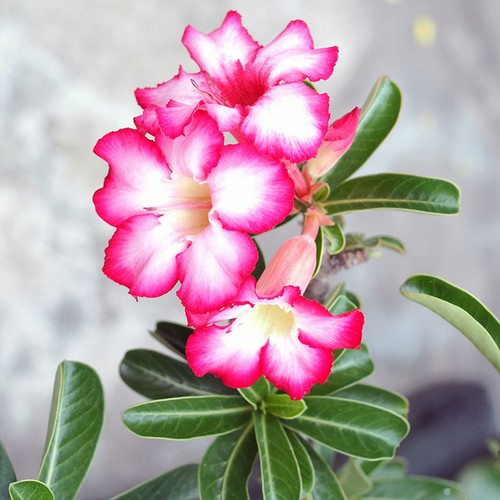 Desert rose adenium - -, obesum