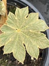 Amazing Tetrapanax Papyrifer